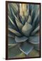 Baja California, Mexico. Green Agave leaves, detail-Judith Zimmerman-Framed Premium Photographic Print