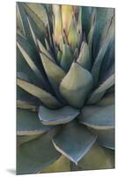 Baja California, Mexico. Green Agave leaves, detail-Judith Zimmerman-Mounted Premium Photographic Print