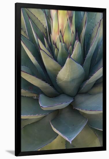 Baja California, Mexico. Green Agave leaves, detail-Judith Zimmerman-Framed Premium Photographic Print