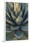 Baja California, Mexico. Green Agave leaves, detail-Judith Zimmerman-Framed Photographic Print