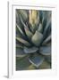 Baja California, Mexico. Green Agave leaves, detail-Judith Zimmerman-Framed Photographic Print