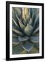 Baja California, Mexico. Green Agave leaves, detail-Judith Zimmerman-Framed Photographic Print