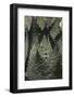 Baja California, Mexico. Green Agave leaves, detail.-Judith Zimmerman-Framed Photographic Print