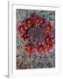 Baja California, Mexico. Red-Spined Barrel Cactus flowering-Judith Zimmerman-Framed Photographic Print