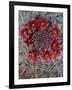Baja California, Mexico. Red-Spined Barrel Cactus flowering-Judith Zimmerman-Framed Photographic Print