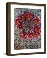 Baja California, Mexico. Red-Spined Barrel Cactus flowering-Judith Zimmerman-Framed Photographic Print