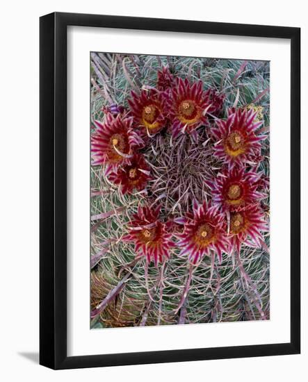 Baja California, Mexico. Red-Spined Barrel Cactus flowering-Judith Zimmerman-Framed Photographic Print