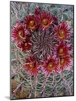 Baja California, Mexico. Red-Spined Barrel Cactus flowering-Judith Zimmerman-Mounted Photographic Print