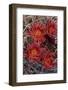 Baja California, Mexico. Red-Spined Barrel Cactusflowering-Judith Zimmerman-Framed Photographic Print