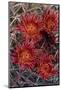 Baja California, Mexico. Red-Spined Barrel Cactusflowering-Judith Zimmerman-Mounted Photographic Print