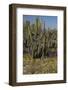 Baja California, Mexico. Wildflowers carpeting the desert floor and galloping cactus-Judith Zimmerman-Framed Photographic Print