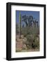 Baja California, Mexico. Wildflowers carpeting the desert floor-Judith Zimmerman-Framed Photographic Print