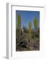 Baja California, Mexico. Wildflowers carpeting the desert floor-Judith Zimmerman-Framed Photographic Print