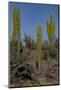 Baja California, Mexico. Wildflowers carpeting the desert floor-Judith Zimmerman-Mounted Photographic Print