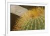 Baja, Gulf of California, Mexico. Close-up of barrel cactus.-Janet Muir-Framed Photographic Print