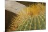 Baja, Gulf of California, Mexico. Close-up of barrel cactus.-Janet Muir-Mounted Photographic Print