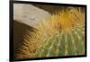 Baja, Gulf of California, Mexico. Close-up of barrel cactus.-Janet Muir-Framed Photographic Print