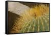 Baja, Gulf of California, Mexico. Close-up of barrel cactus.-Janet Muir-Framed Stretched Canvas