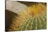 Baja, Gulf of California, Mexico. Close-up of barrel cactus.-Janet Muir-Stretched Canvas