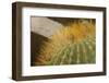 Baja, Gulf of California, Mexico. Close-up of barrel cactus.-Janet Muir-Framed Photographic Print