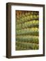 Baja, Gulf of California, Mexico. Detail of Barrel cactus.-Janet Muir-Framed Photographic Print