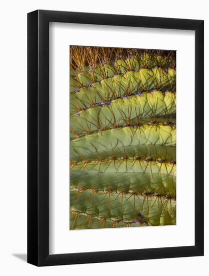 Baja, Gulf of California, Mexico. Detail of Barrel cactus.-Janet Muir-Framed Photographic Print