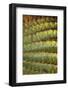 Baja, Gulf of California, Mexico. Detail of Barrel cactus.-Janet Muir-Framed Photographic Print