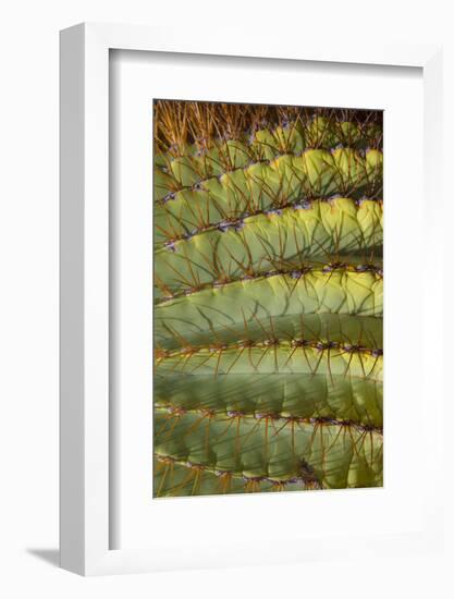 Baja, Gulf of California, Mexico. Detail of Barrel cactus.-Janet Muir-Framed Photographic Print