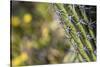 Baja, Isla Santa Catalina, Gulf of California, Mexico. Close-up of Cardon cactus.-Janet Muir-Stretched Canvas