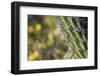 Baja, Isla Santa Catalina, Gulf of California, Mexico. Close-up of Cardon cactus.-Janet Muir-Framed Photographic Print