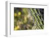 Baja, Isla Santa Catalina, Gulf of California, Mexico. Close-up of Cardon cactus.-Janet Muir-Framed Photographic Print