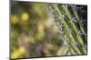 Baja, Isla Santa Catalina, Gulf of California, Mexico. Close-up of Cardon cactus.-Janet Muir-Mounted Photographic Print