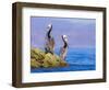 Baja Peninsula, Sea of Cortez, Gulf of California. A Pair of Brown Pelicans Perched on a Rock.-Janet Muir-Framed Photographic Print