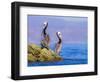 Baja Peninsula, Sea of Cortez, Gulf of California. A Pair of Brown Pelicans Perched on a Rock.-Janet Muir-Framed Photographic Print