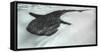 Baja Peninsula, Sea of Cortez, Gulf of California. Artistic shot of a whale Shark.-Janet Muir-Framed Stretched Canvas