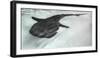 Baja Peninsula, Sea of Cortez, Gulf of California. Artistic shot of a whale Shark.-Janet Muir-Framed Photographic Print