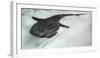 Baja Peninsula, Sea of Cortez, Gulf of California. Artistic shot of a whale Shark.-Janet Muir-Framed Photographic Print