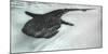 Baja Peninsula, Sea of Cortez, Gulf of California. Artistic shot of a whale Shark.-Janet Muir-Mounted Photographic Print