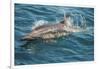 Baja, Sea of Cortez, Gulf of California, Mexico. A Long-beaked common dolphin surfaces.-Janet Muir-Framed Photographic Print