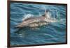 Baja, Sea of Cortez, Gulf of California, Mexico. A Long-beaked common dolphin surfaces.-Janet Muir-Framed Photographic Print