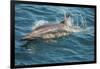 Baja, Sea of Cortez, Gulf of California, Mexico. A Long-beaked common dolphin surfaces.-Janet Muir-Framed Photographic Print