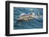 Baja, Sea of Cortez, Gulf of California, Mexico. A Long-beaked common dolphin surfaces.-Janet Muir-Framed Photographic Print