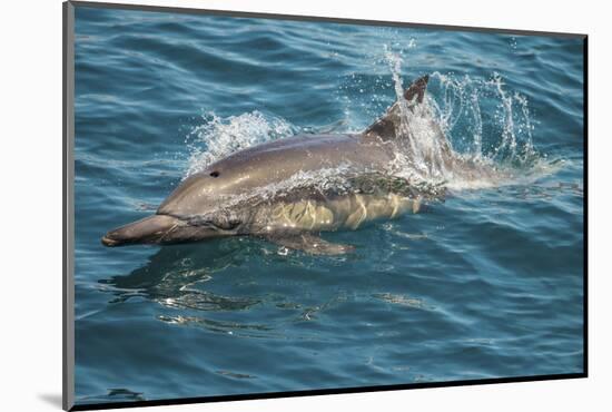 Baja, Sea of Cortez, Gulf of California, Mexico. A Long-beaked common dolphin surfaces.-Janet Muir-Mounted Photographic Print