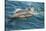 Baja, Sea of Cortez, Gulf of California, Mexico. A Long-beaked common dolphin surfaces.-Janet Muir-Stretched Canvas