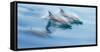 Baja, Sea of Cortez, Gulf of California, Mexico. Long-beaked common dolphin surfacing.-Janet Muir-Framed Stretched Canvas