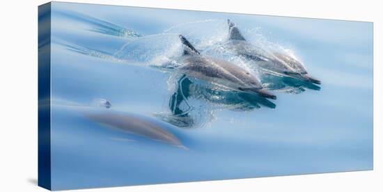 Baja, Sea of Cortez, Gulf of California, Mexico. Long-beaked common dolphin surfacing.-Janet Muir-Stretched Canvas