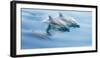 Baja, Sea of Cortez, Gulf of California, Mexico. Long-beaked common dolphin surfacing.-Janet Muir-Framed Photographic Print