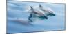 Baja, Sea of Cortez, Gulf of California, Mexico. Long-beaked common dolphin surfacing.-Janet Muir-Mounted Photographic Print