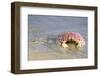 Baja, Sea of Cortez, Gulf of California, Mexico. Magdalena Beach. Close-up of a Box Crab.-Janet Muir-Framed Photographic Print