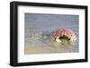 Baja, Sea of Cortez, Gulf of California, Mexico. Magdalena Beach. Close-up of a Box Crab.-Janet Muir-Framed Photographic Print